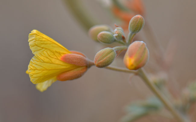 Senna covesii, Coves' Cassia Senna covesii, Coves' Cassia